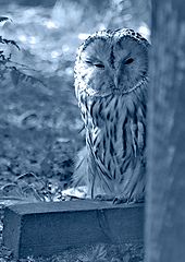 photo "tawny owl"