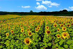 photo "Colours of summer / Цвета лета"