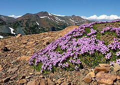 photo "Moss Campion in Flower"