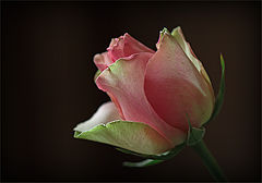 фото "Розово-зеленая роза"