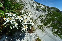 фото "Flower Greetings 4B"