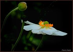 photo "***"