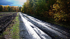 фото "После дождя. Осенняя."