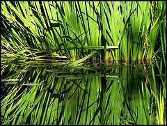 photo "Green Reflection"