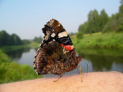 photo "***"
