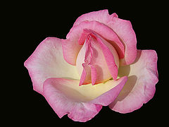 фото "Rose No..."