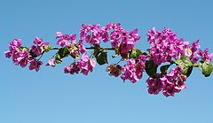 фото "wish of Spring"