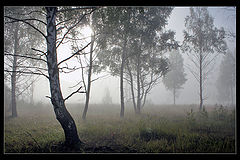 photo "***"