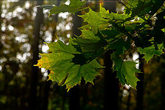 фото "25th September"