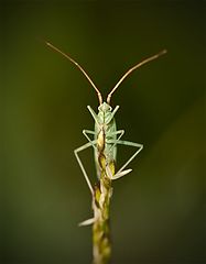 photo "insect"