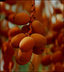 photo "Dates."