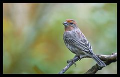 photo "Fall Bird"