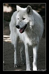 photo "White Wolf"