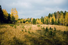 photo "***"