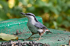фото "Поползень (Sitta europaea)"