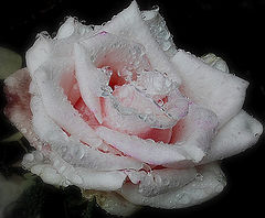 photo "***"