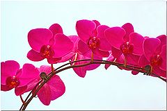 фото "Pink Orchids"