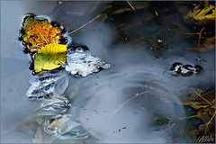 photo "***"