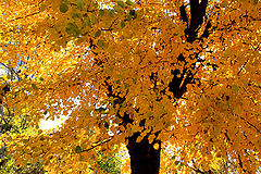 фото "Autumn elegy / Осенняя элегия"