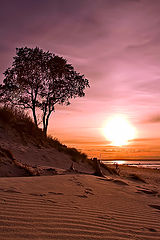 фото "Tree on a decline"