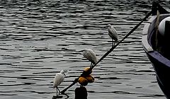 фото "meeting on the sea"