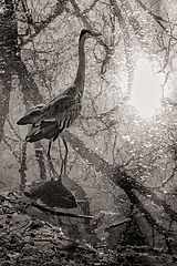 photo "***"