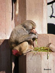 photo "Lunch time."