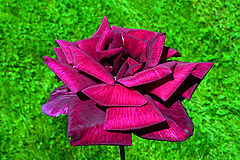 фото "Sensual rose /"