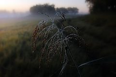 photo "***"
