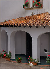 photo "Cat's House"