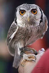 photo "hallo..."