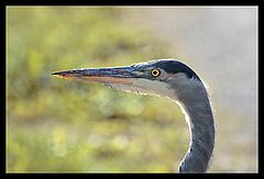 photo "A heron poses"