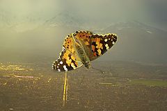фото "the butterfly brand"