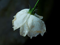 фото "**LAST ROSE ."