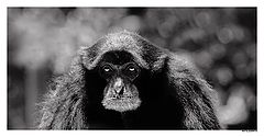 photo "Clean eyes"