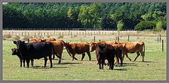 photo "Pastoral Scene - New Zealand."