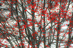 photo "***"