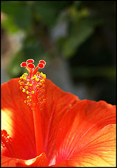 фото "***"