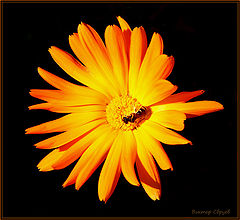 photo "***"