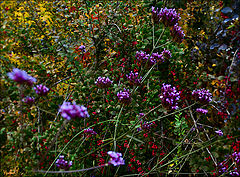 photo "red berries"