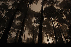 фото "..."