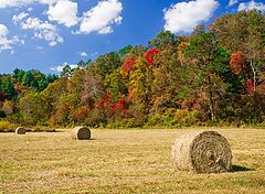 photo "Fall Has Arrived"