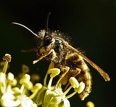 photo "Flower Party"