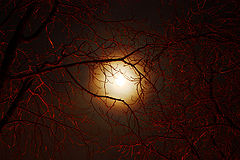 фото "the moon"