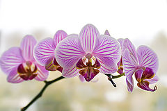 фото "Орхидея"
