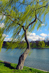 фото "Spring breeze / Весенний бриз"