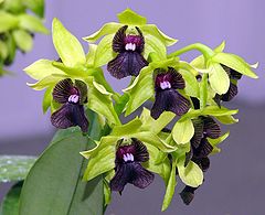 photo "Dendrobium Orchid 'Gerald McCraith'"