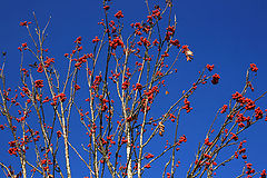 фото "Осенние салюты 2"