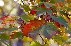 photo "Beautiful autumn farewell."