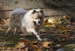 photo "Laughter Spitz."